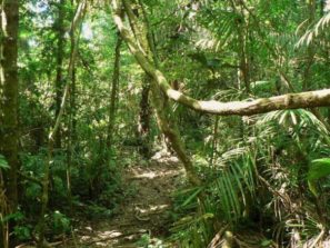 ayahusca peruánská džungle amazonie